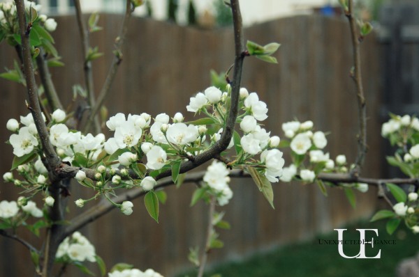 blossoms