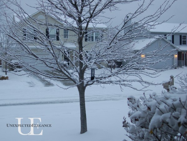 Tree covered in snow