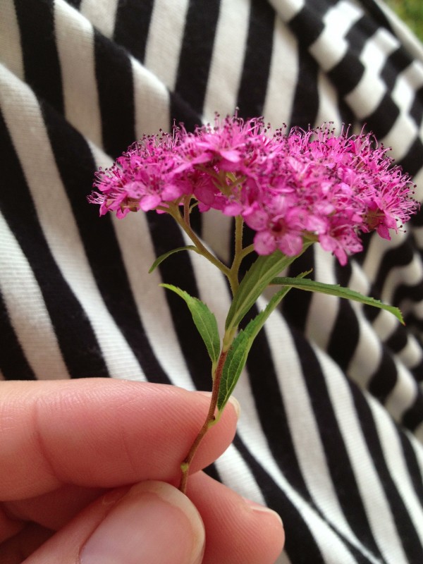 Everyday Beauty Flowers from my daughter