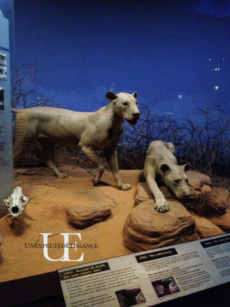 Man Eating Lions at The Field Museum of Chicago (1 of 1)