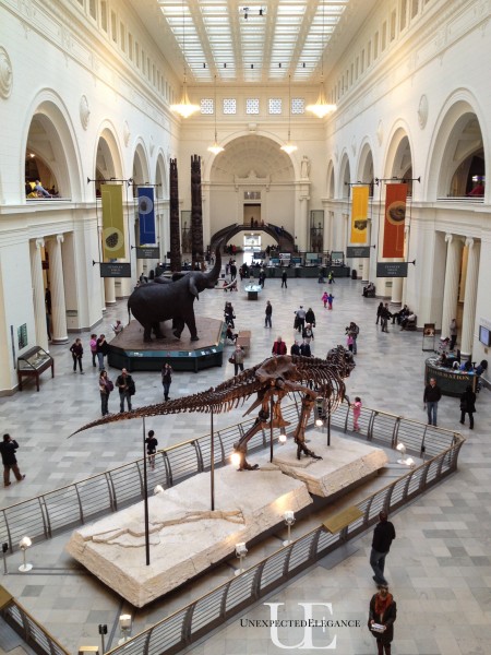 The Field Museum of Chicago (1 of 1)