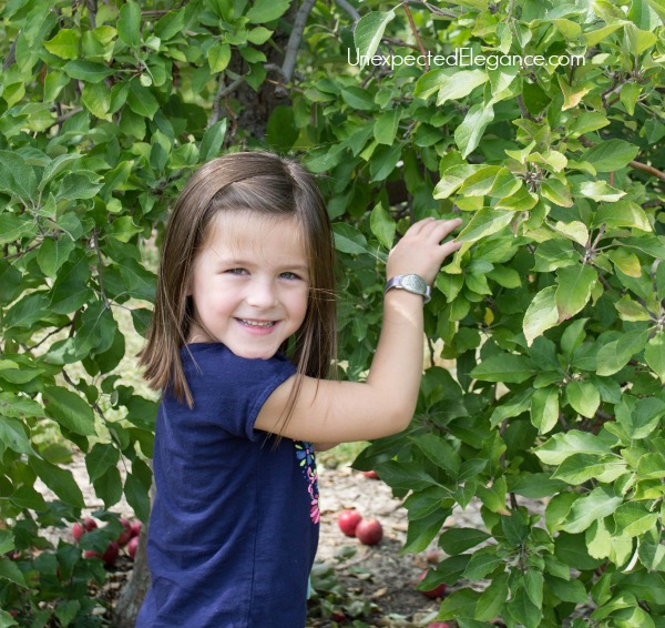 Apple Picking in the FALL-1-2