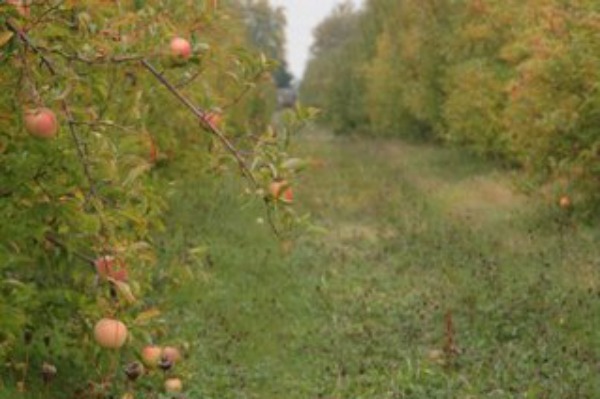 apple orchard