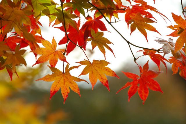 fall-leaves-3