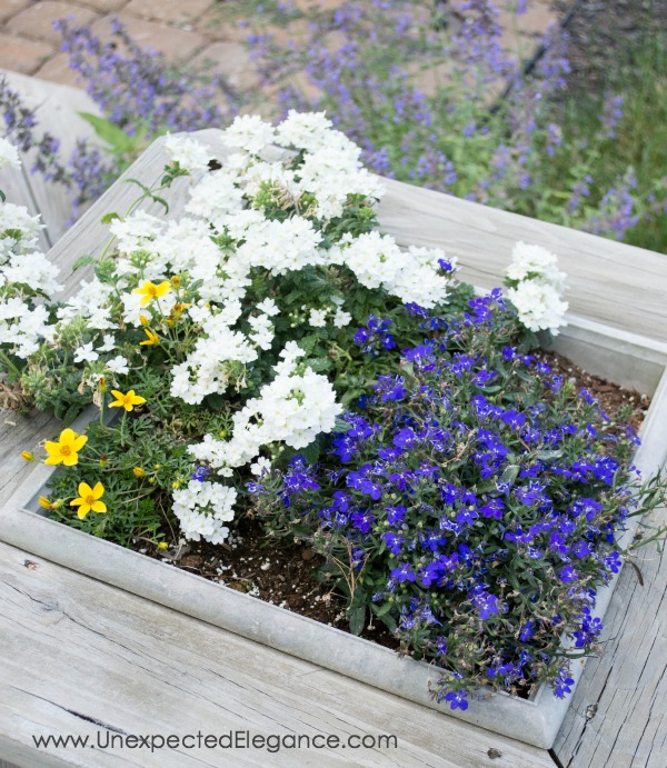 Plants can be expensive! Check out these 3 tips for THRIFTY GARDENING...they will help you save money and your sanity. 