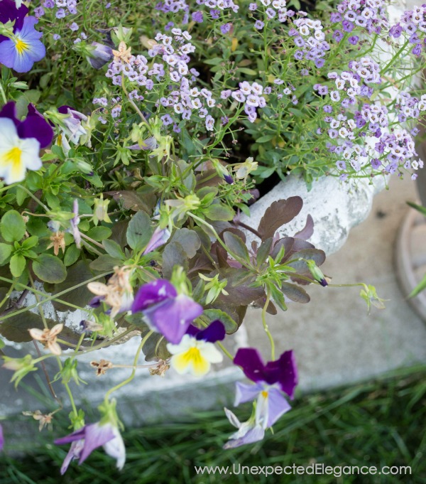 Plants can be expensive! Check out these 3 tips for THRIFTY GARDENING...they will help you save money and your sanity. 