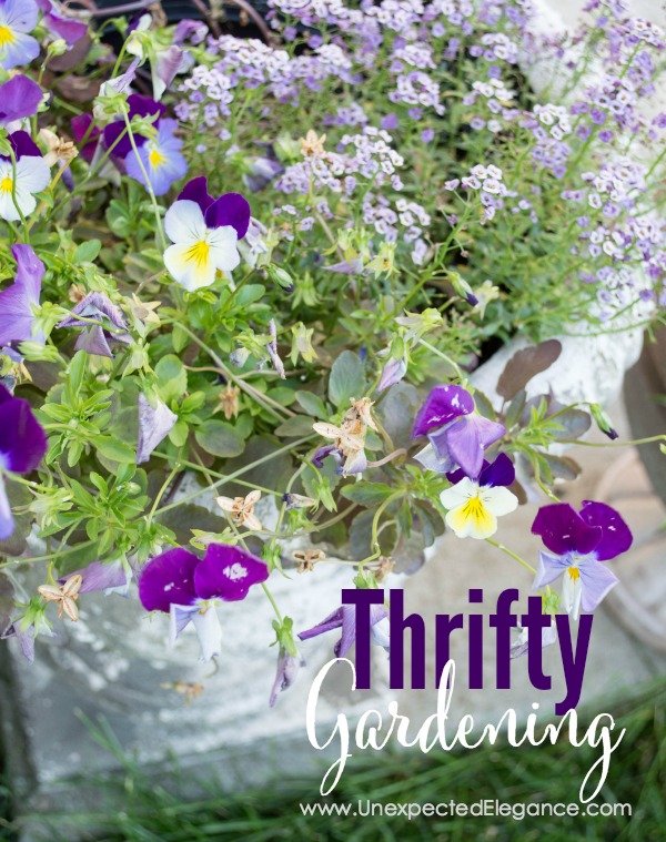 Do you struggle with gardening? Plants can be expensive, too! Check out these 3 tips for THRIFTY GARDENING...they will help you save money and your sanity.