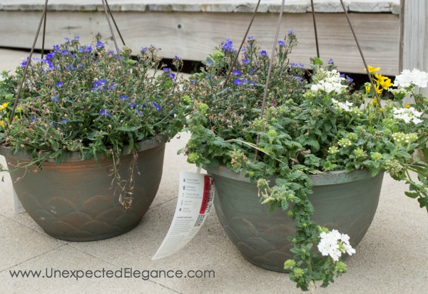 Plants can be expensive! Check out these 3 tips for THRIFTY GARDENING...they will help you save money and your sanity. 